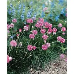 Armeria Ministcks Rose qt