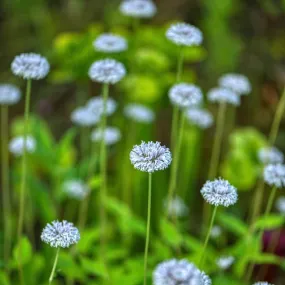 Broadleaf Barbara's Buttons - Marshallia trinervia