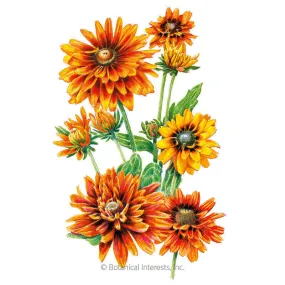 Cherokee Sunset Black-Eyed Susan Seeds