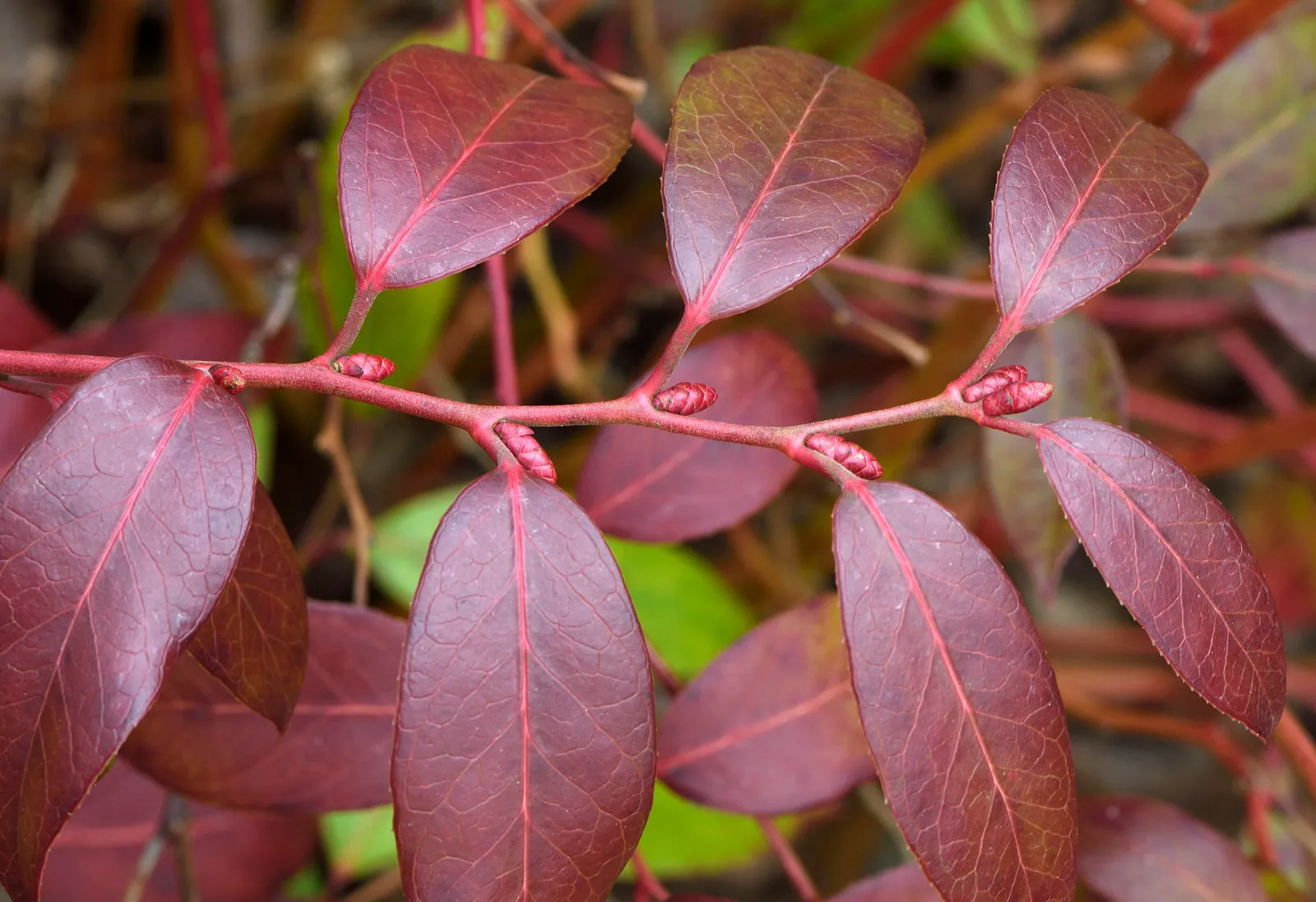 Coastal Doghobble - Leucothoe axillaris 'ReJoyce'