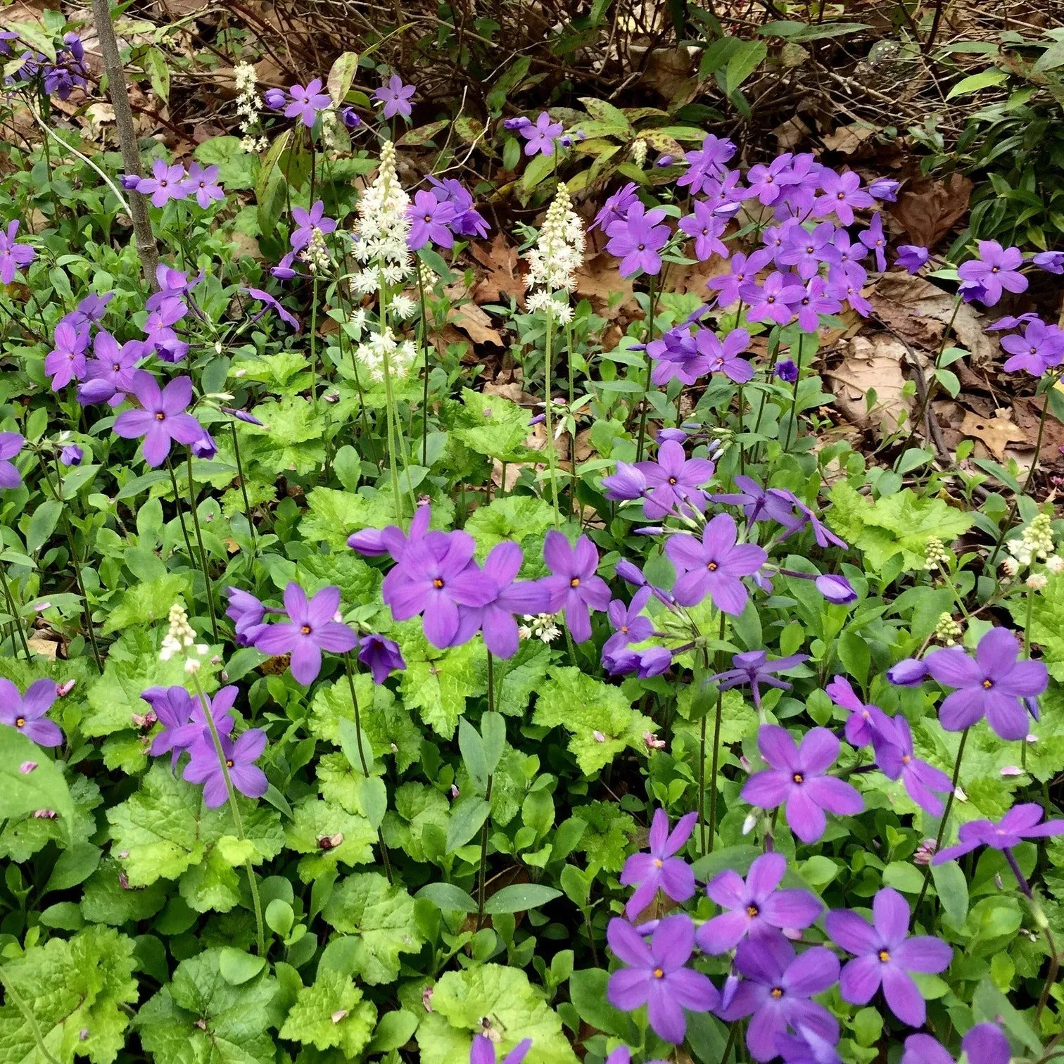 Creeping Phlox - Phlox stolonifera 'Sherwood Purple'