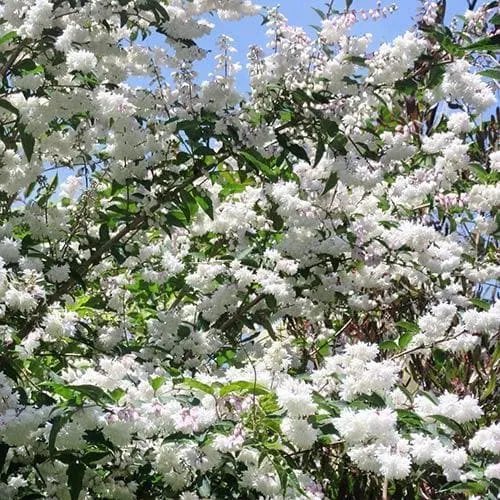 Deutzia scabra Pride of Rochester