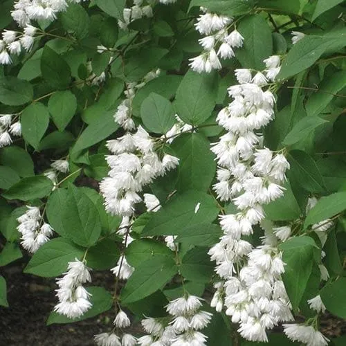 Deutzia scabra Pride of Rochester