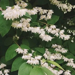 Deutzia scabra Pride of Rochester