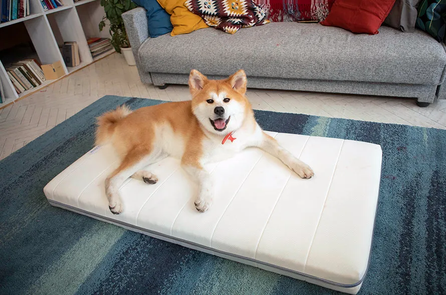 Dog Bed